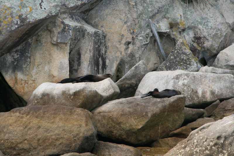 Nieuw-Zeeland 2011 - 0995